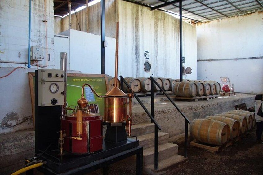 Elqui Valley Tour: History and Flavors 5