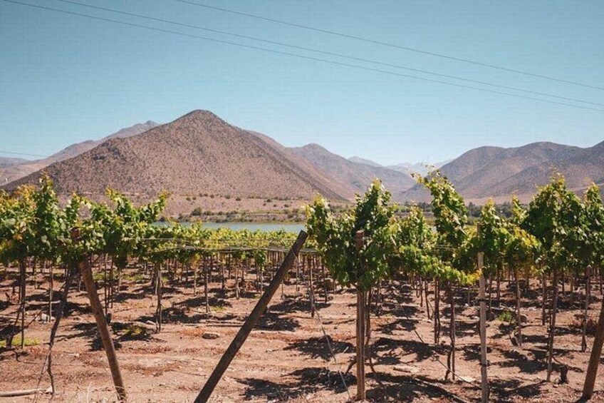 Elqui Valley Tour: History and Flavors 4