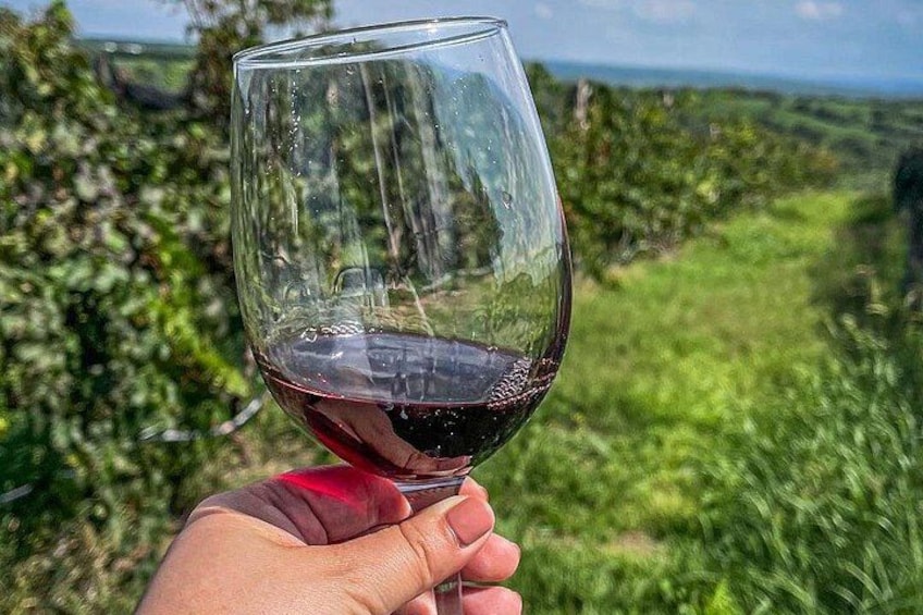 En hand som håller ett vinglas med rött vin, med en vingård i bakgrunden. 2