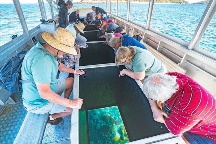 Seas the Day: Explore the Great Barrier Reef's vibrant marine world without getting your toes wet on the Glass Bottom Boat Tour!