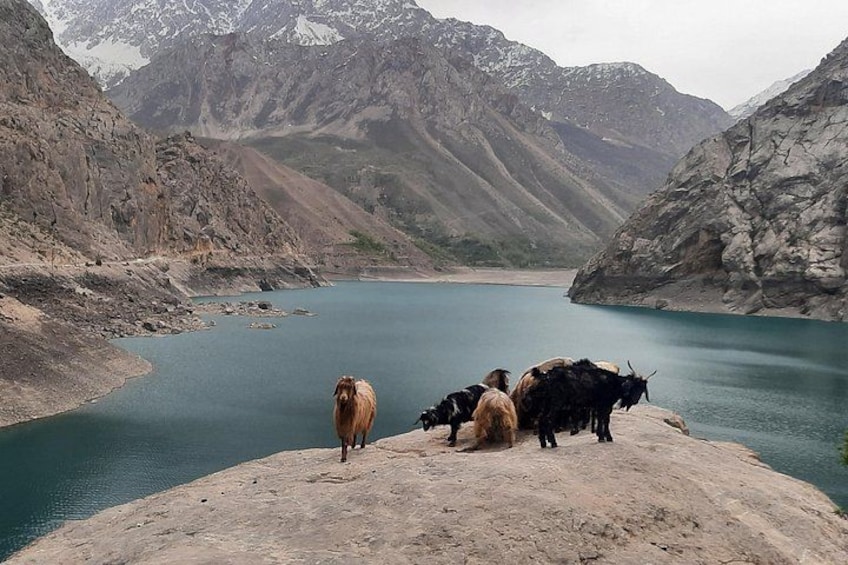 A group of cows on a rocky shore by a calm lake surrounded by mountains. 1