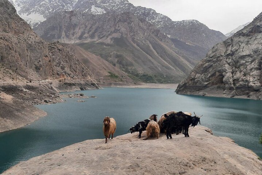 A group of cows on a rocky shore by a lake with mountains in the background. 1