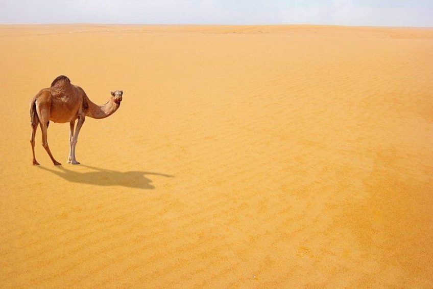 Private Tour Desert Safari in Al Thumama from Riyadh 4
