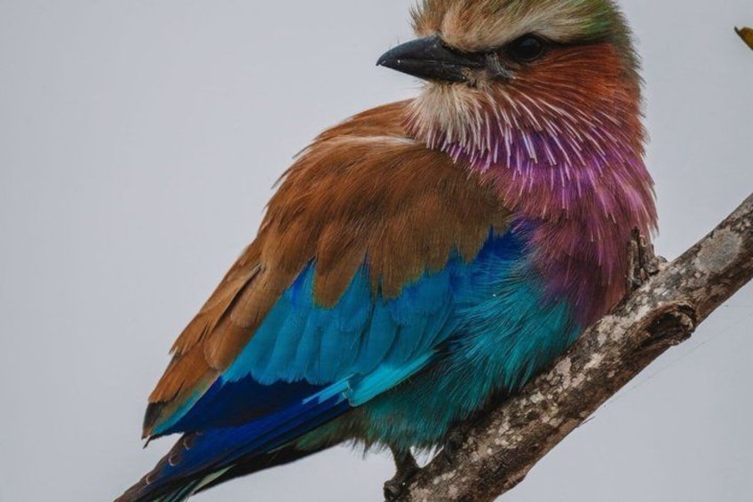 Un pájaro con plumas multicolores posado en una rama. 4