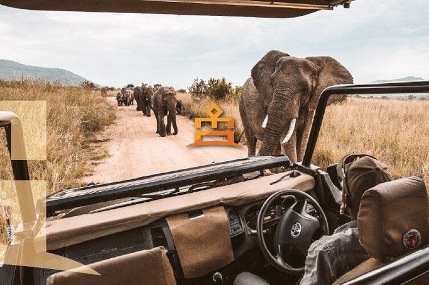 Un vehículo safari en un camino de tierra con elefantes al fondo. 2