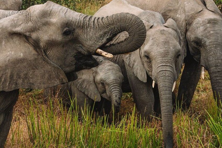 3-Hour Scheduled Safari Game Drive in Pilanesberg National Park 3