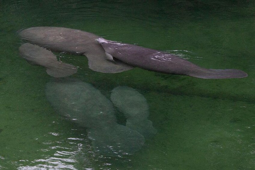 St. Johns River Cruise - Blue Spring State Park 4