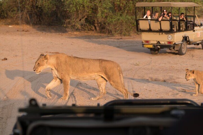 Lion at Aquila