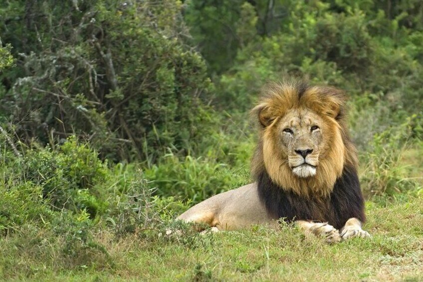 Male Lion at Aquila