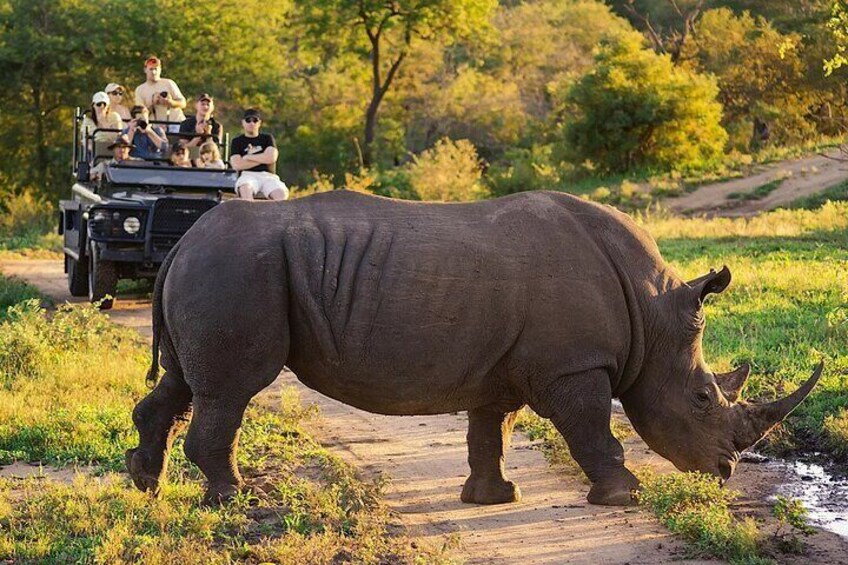 Rhino at aquila safari