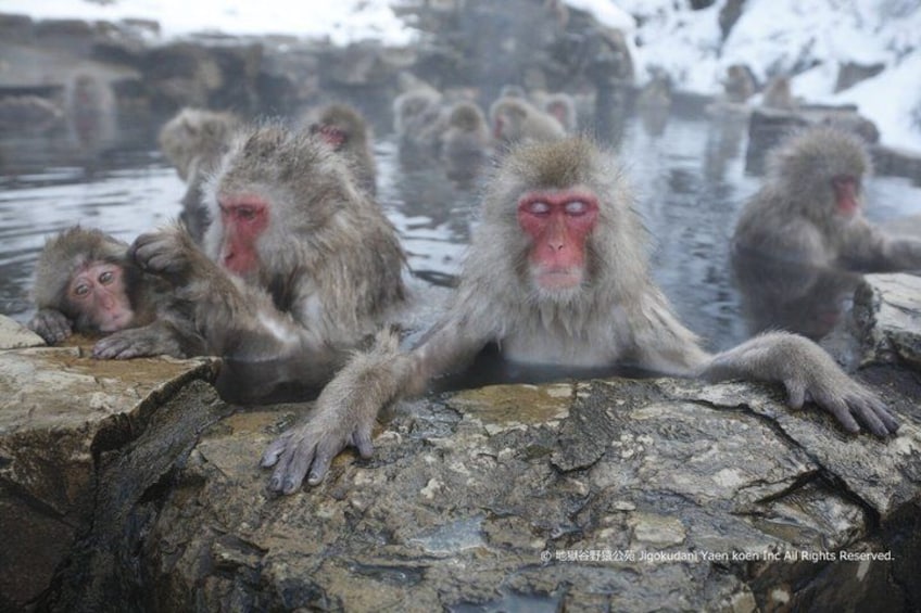 Monkeys in a hot spring with steam rising from the water. 1