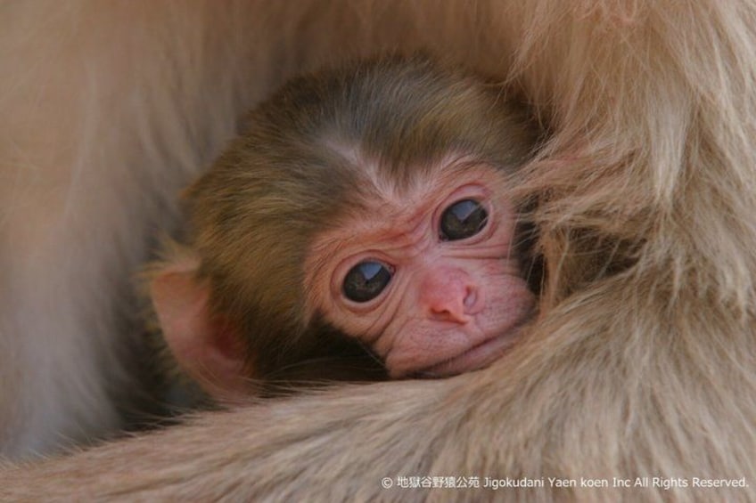A monkey with large, round eyes and a pink nose peeking out from a fluffy, light brown fur. 4