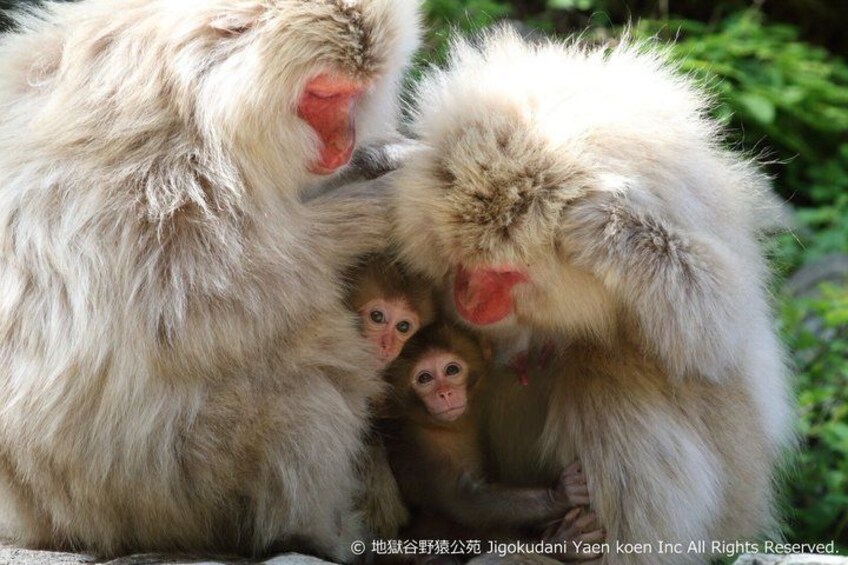 A group of monkeys with one adult and two juveniles, one of which is nursing. 5