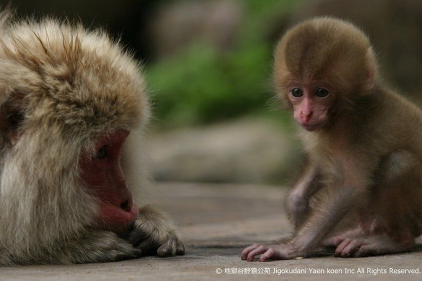 A monkey with a reddish face and a baby monkey sitting beside it. 3