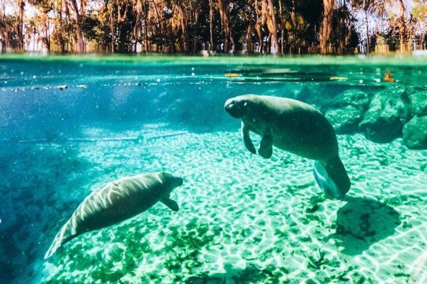 Manatees in Three Sisters Springs 4