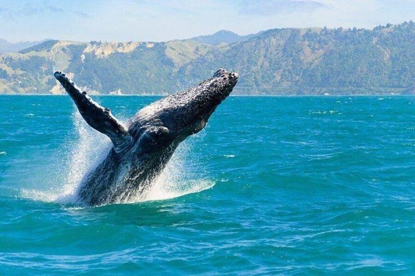 Une baleine surgissant à la surface de l’océan, avec un paysage montagneux en arrière-plan. 2