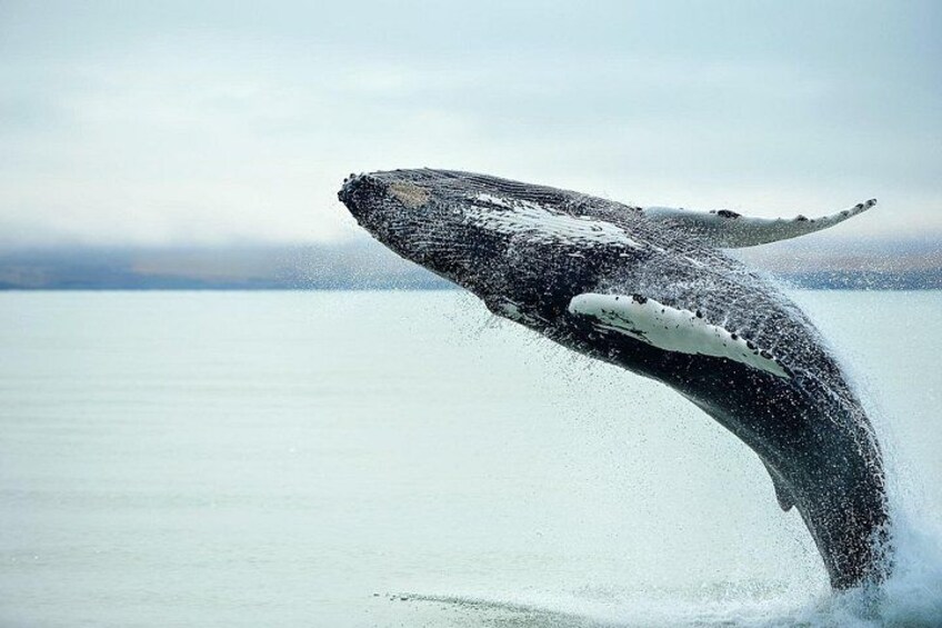 A whale breaching the water's surface. 1