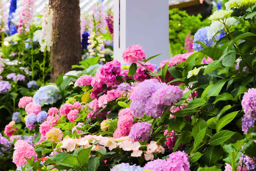Picture 7 for Activity Nami, Petite France and Morning Calm Garden tour from Seoul 4