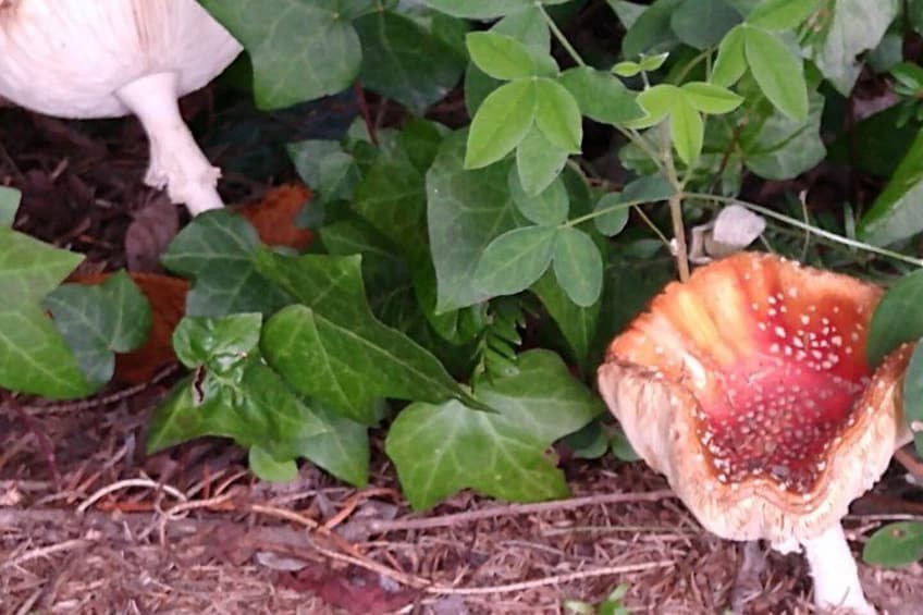 Stockholm Foraging & Outdoor Cooking: 3-Course Fire Meal 2