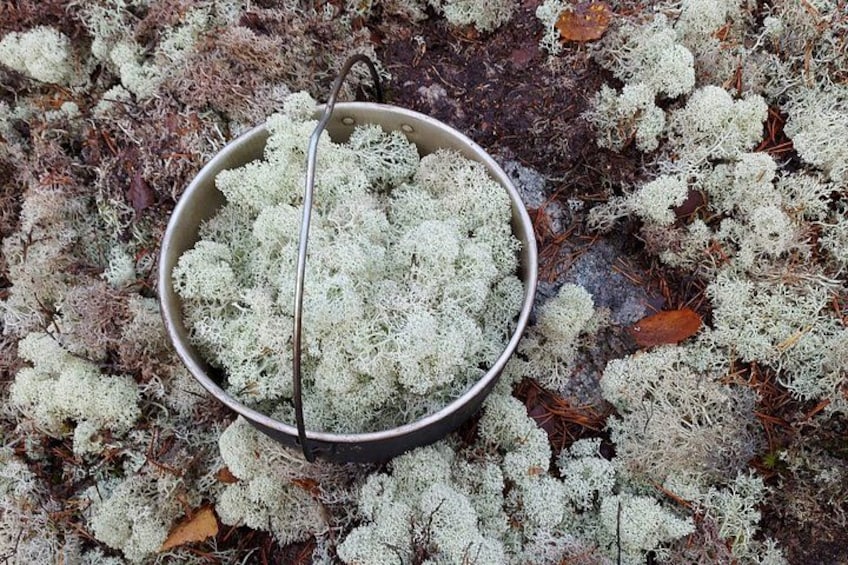 Stockholm Foraging & Outdoor Cooking: 3-Course Fire Meal 5