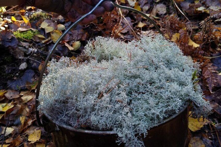 Stockholm Foraging & Outdoor Cooking: 3-Course Fire Meal 4