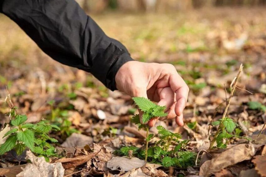Stockholm Foraging & Outdoor Cooking: 3-Course Fire Meal 2
