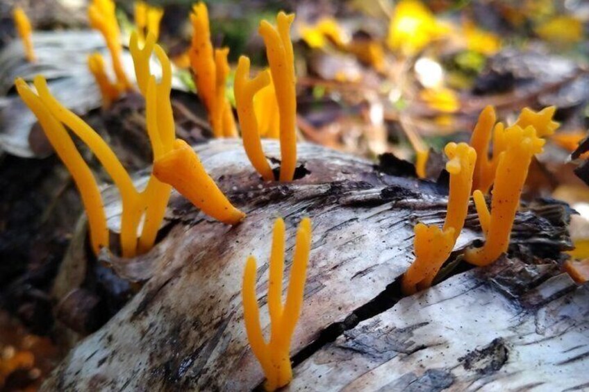 Orange fungi growing on a piece of wood. 5
