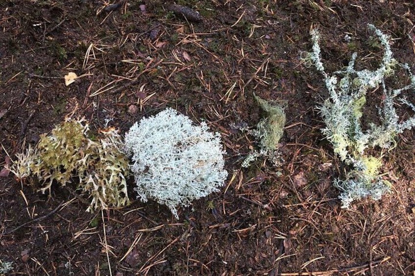 Stockholm Foraging & Outdoor Cooking: 3-Course Fire Meal 2