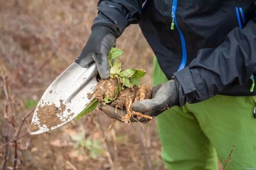 Stockholm Foraging & Outdoor Cooking: 3-Course Fire Meal 2