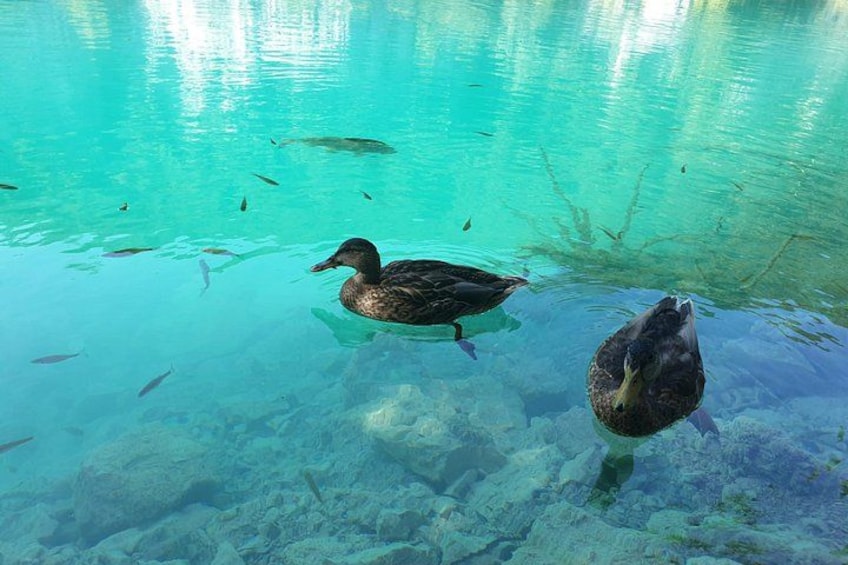 Ljubljana to Zagreb with Plitvice Lakes 4
