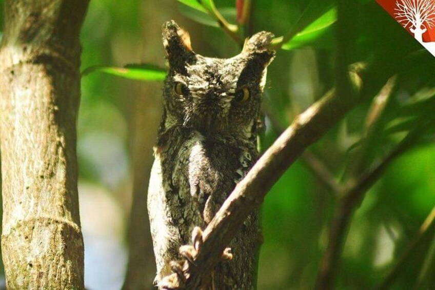 Langkawi Mangrove Safari-Sharing Boat Adventure with Eagle & Bats 4
