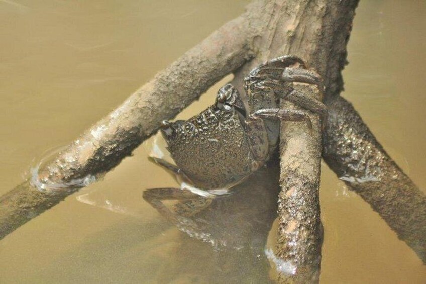 Langkawi Mangrove Safari-Sharing Boat Adventure with Eagle & Bats 3
