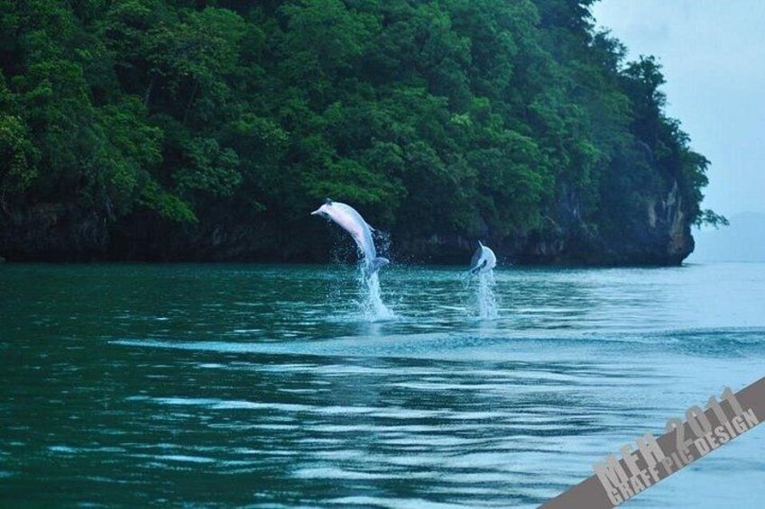 Langkawi Mangrove Safari-Sharing Boat Adventure with Eagle & Bats 2