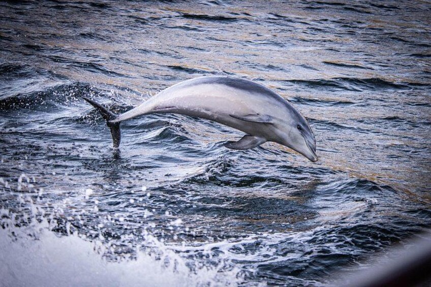 Milford Sound Dolphins 5