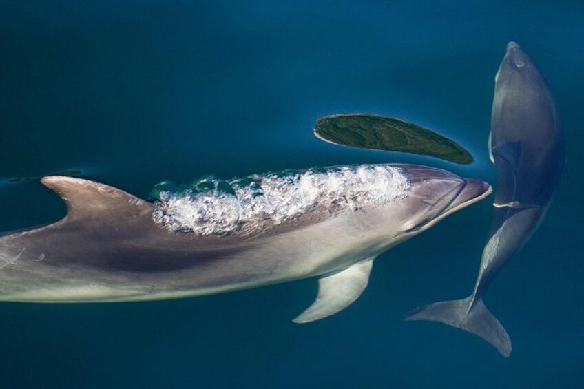 Milford Sound Dolphins 2