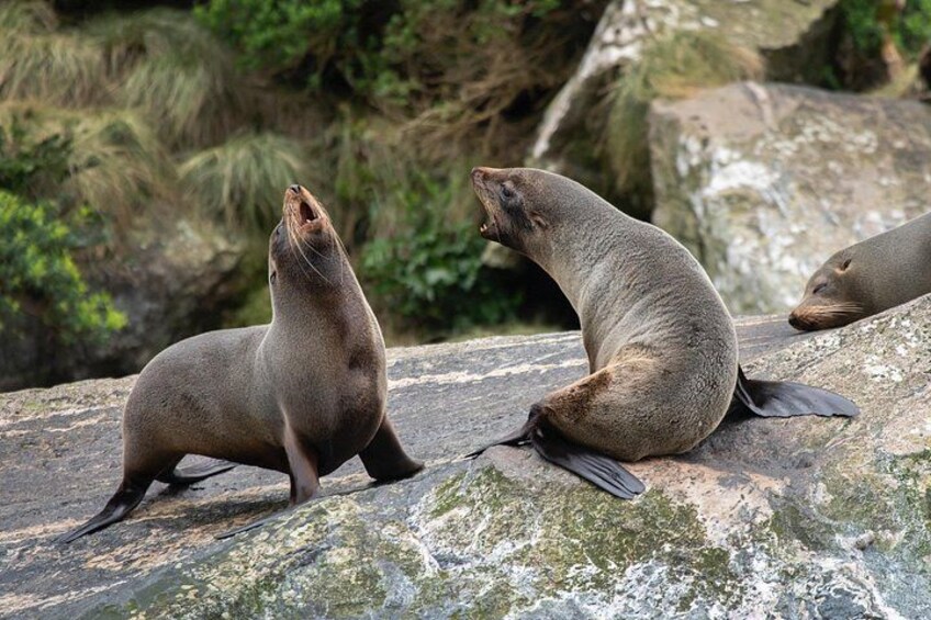 Milford Sound Seals 3