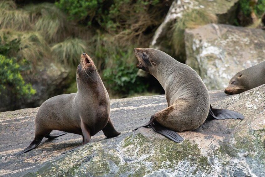 Milford Sound Seals 2