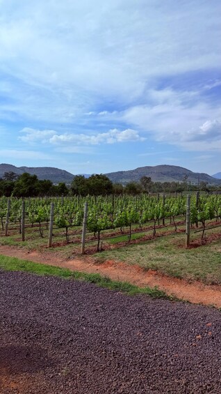 Picture 16 for Activity Johannesburg: Wine Tasting and Cableway Half Day Tour 3