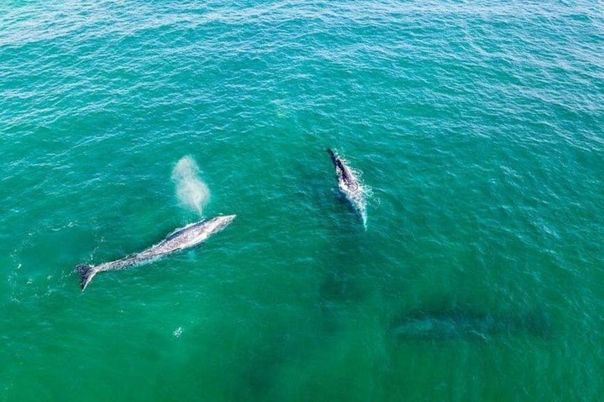 Two whales swimming in the ocean. 4