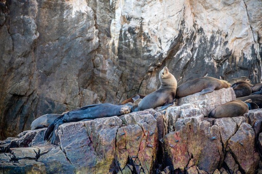 Seals resting on rocky terrain near a cliff. 2