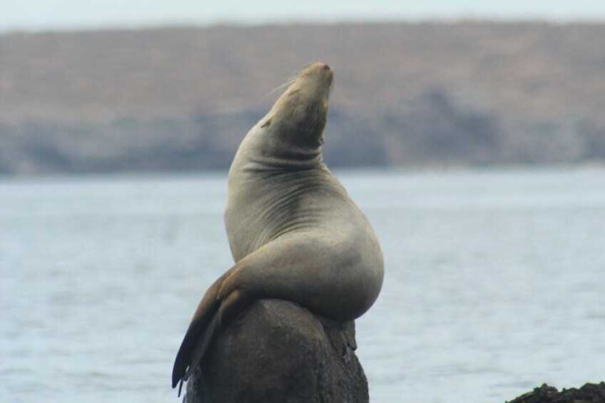 Espiritu Santo Island Tour