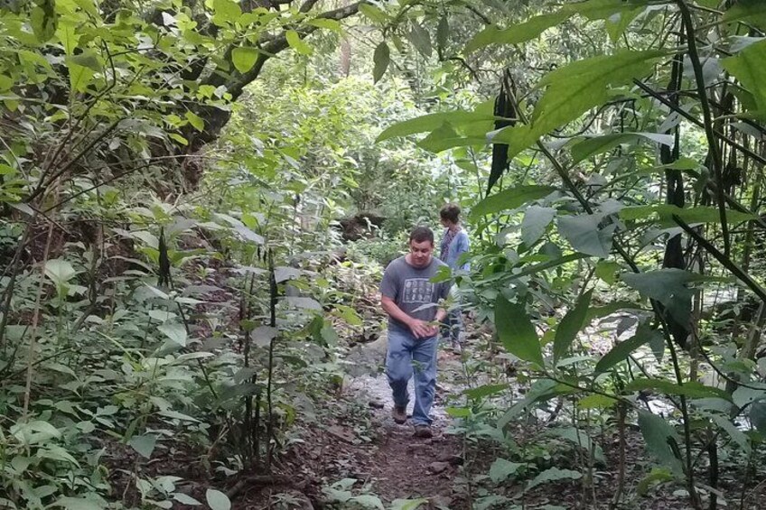 A forested area with a narrow path, dense foliage, and a person walking. 1