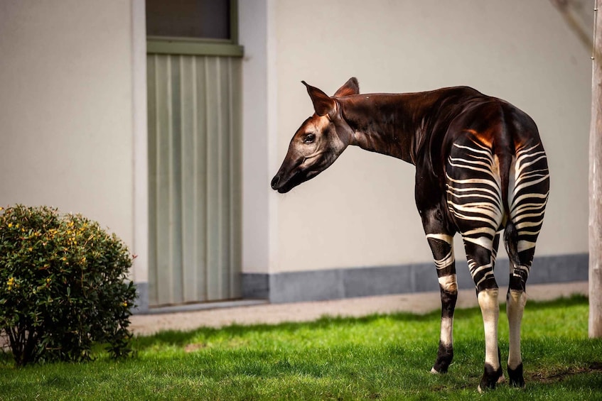 Picture 6 for Activity Antwerp ZOO Entry Ticket 2