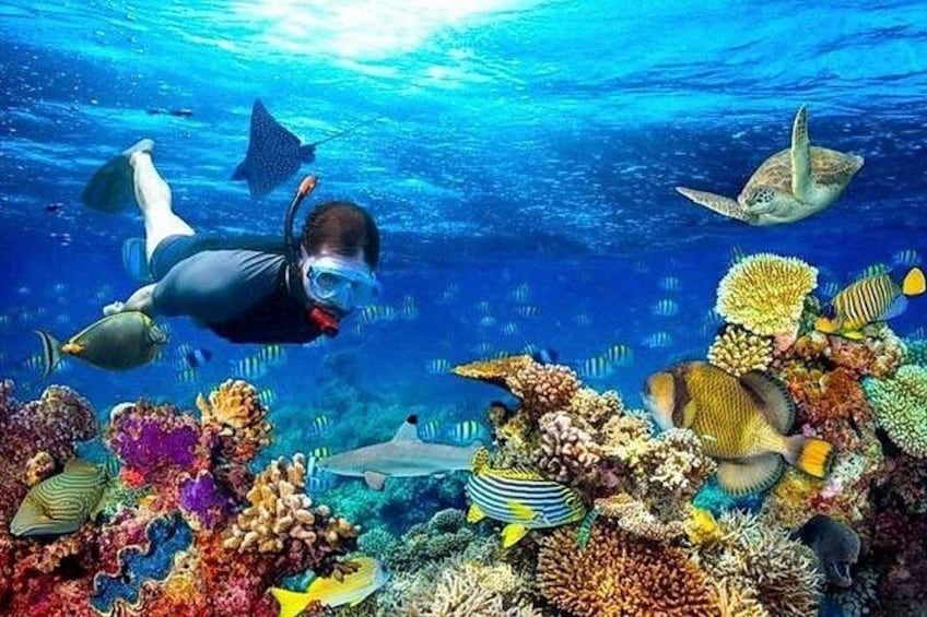 Un plongeur entouré de récifs coralliens aux couleurs vives et d’une faune marine abondante. 1