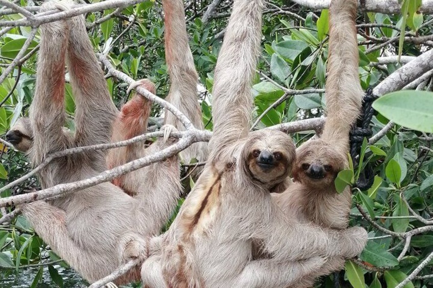 Two sloths hanging from tree branches in a dense forest. 3