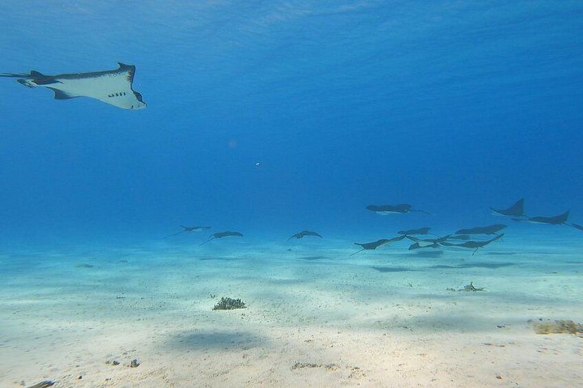 An underwater scene with a manta ray swimming above the ocean floor. 2