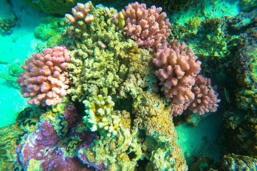 A coral reef with various types of corals, including branching and plate corals. 2