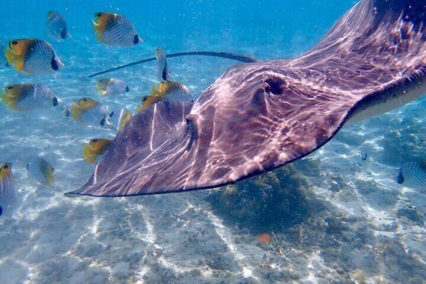 A manta ray swimming with a school of yellow and blue fish. 5