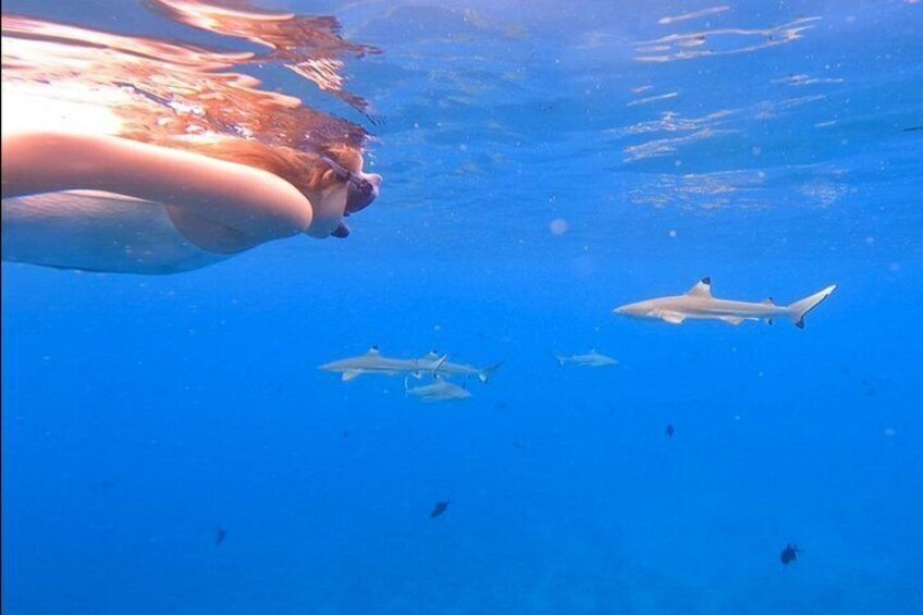 A person swimming underwater with sharks. 4