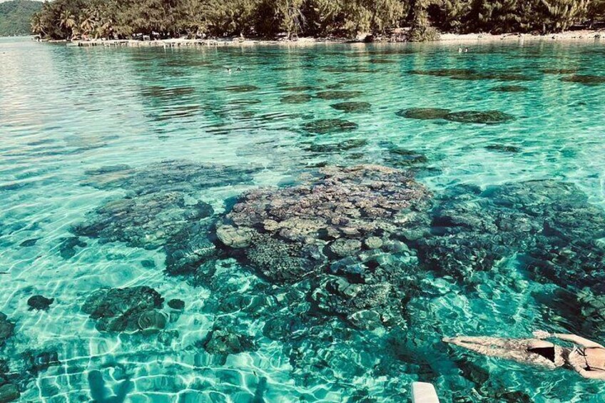 Clear turquoise water, a rocky coral reef, and a beach with trees in the background. 5